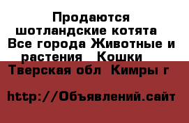 Продаются шотландские котята - Все города Животные и растения » Кошки   . Тверская обл.,Кимры г.